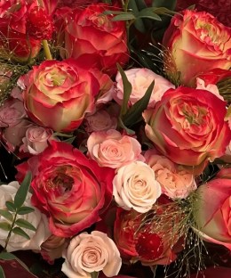 Close-up of multitone Apple Jack-style roses and fresh foliage