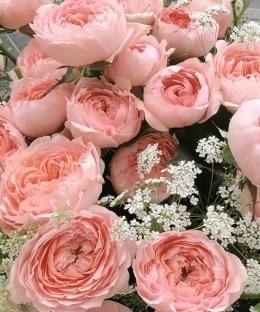 Close-up of abundant apricot garden roses, white lace flower, fresh green foliage, and translucent ivory wrapping