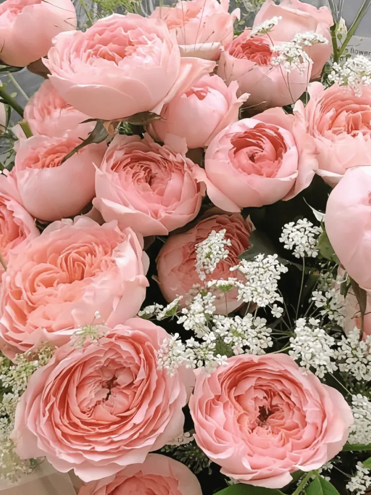 Close-up of abundant apricot garden roses, white lace flower, fresh green foliage, and translucent ivory wrapping
