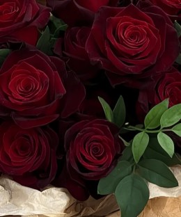 Close-up of velvety burgundy rose blooms and fresh green foliage