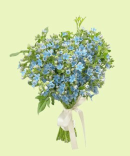 Full a full hand-tied cloud of fresh blue tweedia star flowers with natural green leaves