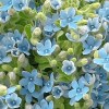 Close-up detail of a full hand-tied cloud of fresh blue tweedia star flowers with natural green leaves