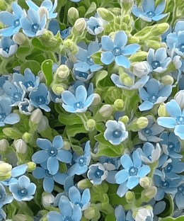 Close-up detail of a full hand-tied cloud of fresh blue tweedia star flowers with natural green leaves