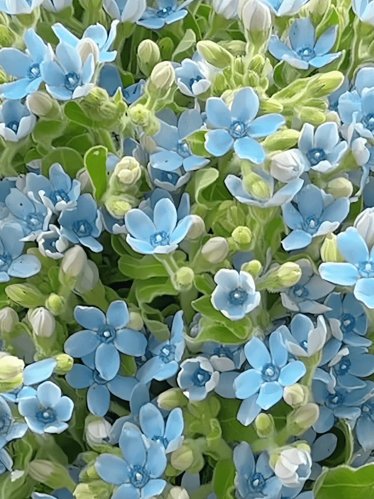 Close-up detail of a full hand-tied cloud of fresh blue tweedia star flowers with natural green leaves