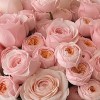 Close-up of layered pale blush Katherine-style rose blooms