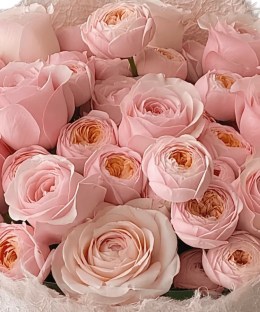 Close-up of layered pale blush Katherine-style rose blooms