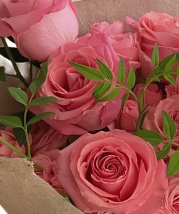 Close-up of vivid pink rose heads and fresh leather leaves