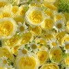 Close-up detail of butter-yellow garden roses with cream roses, chamomile daisies, fountain grass, and fresh foliage