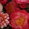 Close-up of coral peonies, blush garden roses, pink-orange dahlias, scabiosa, dark carnations, and burgundy foliage in a basket