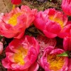 Close-up of coral peonies, blush garden roses, red tulip buds, purple allium buds, and dark smoky foliage