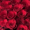 Close-up of crimson rose heads and red-black ribbon styling