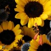 Close-up detail of dark-centred yellow sunflowers with steel-blue eryngium, orange crocosmia, small daisies, and dark foliage in navy wrapping