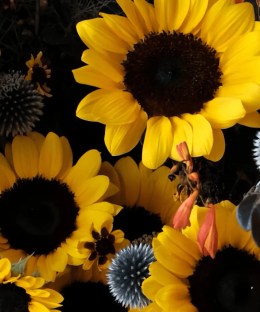 Close-up detail of dark-centred yellow sunflowers with steel-blue eryngium, orange crocosmia, small daisies, and dark foliage in navy wrapping
