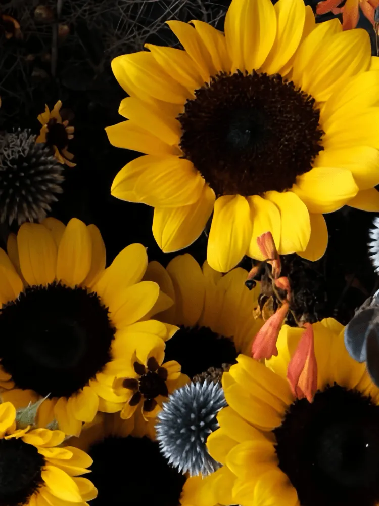 Close-up detail of dark-centred yellow sunflowers with steel-blue eryngium, orange crocosmia, small daisies, and dark foliage in navy wrapping