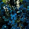 Close-up detail of a dense bouquet of dyed deep-blue Australian waxflower with delicate white flowering branches and black wrapping