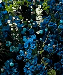 Close-up detail of a dense bouquet of dyed deep-blue Australian waxflower with delicate white flowering branches and black wrapping