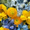 Close-up detail of yellow ranunculus, tulips, cymbidium orchids and poppies with blue iris, delphinium, hydrangea, and stock