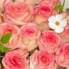 Close-up of peach-pink Elsa-style roses and fresh green foliage