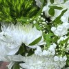 Close-up of moss-green Green Trick dianthus, white mums, baby's breath, and foliage