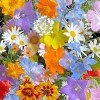 Close-up detail of multicolour cosmos, red and orange poppies, blue delphinium, daisies, purple bells, and airy meadow flowers