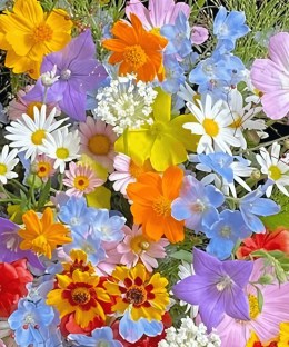 Close-up detail of multicolour cosmos, red and orange poppies, blue delphinium, daisies, purple bells, and airy meadow flowers