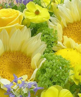 Close-up detail of cream sunflowers, yellow and champagne garden roses, green hydrangea, ranunculus, purple delphinium, and craspedia