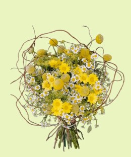 Full yellow craspedia and daisies with German chamomile, Queen Anne's lace, and curling willow branches