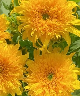Close-up of plush double Teddy sunflowers with golden ruffled petals and fresh green wrapping
