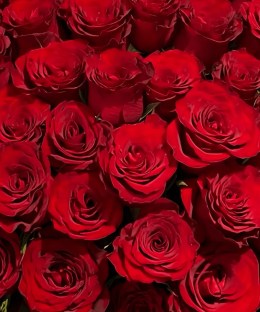Close-up detail of richly colored fresh red roses in the Grand Red Rose Basket.