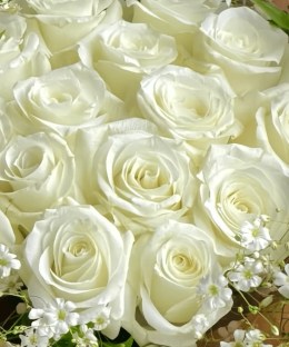 Close-up of ivory rose blooms and fine white lace-like floral texture