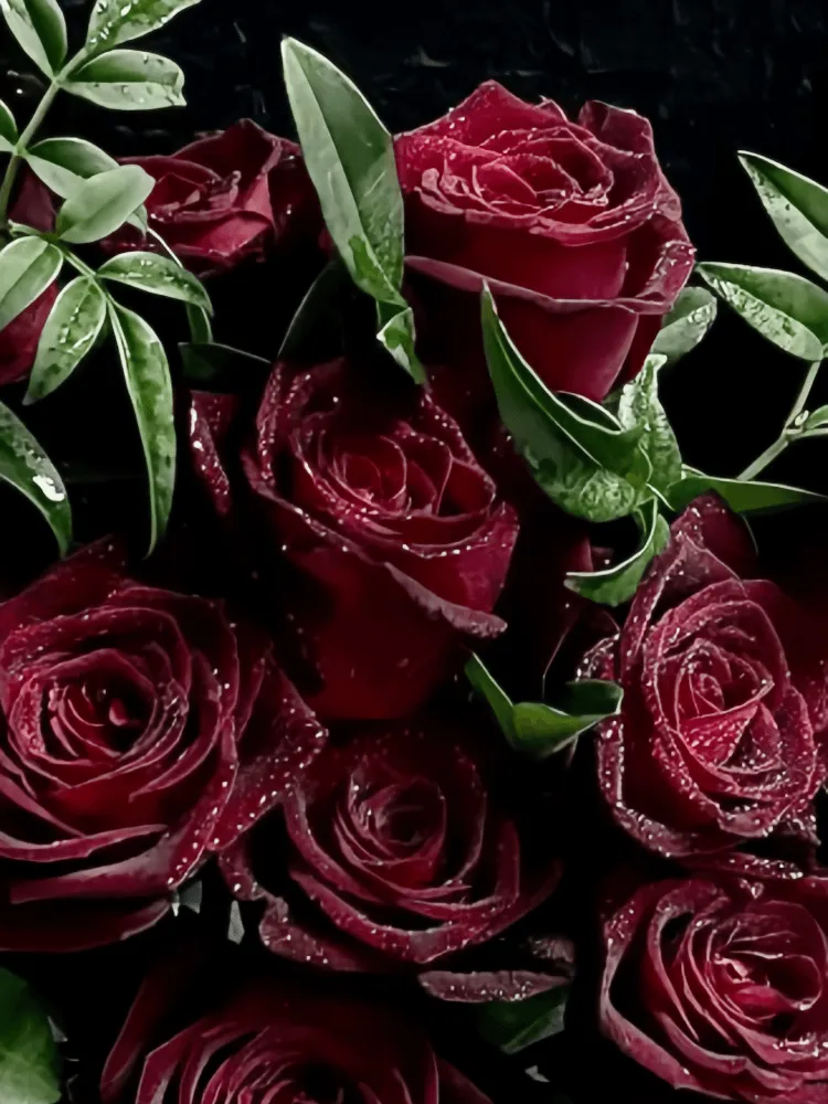 Close-up of near-black burgundy roses and striped green foliage