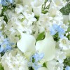 Close-up detail of white calla lilies, white campanula and freesia, pale-blue delphinium, and fine fountain grass