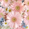 Close-up of blush gerbera, chamomile daisies, blue star flowers, white lisianthus, and misty grass