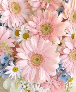 Close-up of blush gerbera, chamomile daisies, blue star flowers, white lisianthus, and misty grass