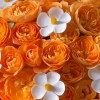 Close-up of vivid orange roses and playful white accent flowers