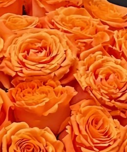 Close-up of vivid orange rose heads against dark bouquet paper