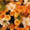 Close-up of orange spray roses, white cosmos, white seasonal bulb flowers, yellow oncidium and misty green grass