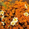 Close-up of amber like waxflower, white narcissus or paperwhites, ornamental fountain grass in the Orange Waxflower & Narcissus Bouquet