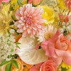 Close-up of peach dahlias and roses, blush anthurium, pale-yellow gerbera, oncidium, lisianthus and white lace flower