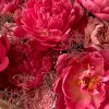 Close-up of pink peonies, dusty blush roses, purple allium-like spherical flowers in the Peony Fairy Bouquet