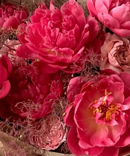 Close-up of pink peonies, dusty blush roses, purple allium-like spherical flowers in the Peony Fairy Bouquet
