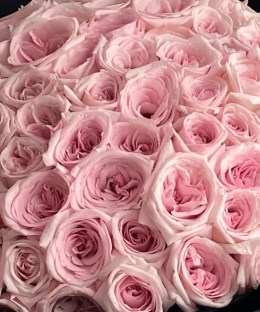Close-up of densely layered pale pink garden rose blooms.
