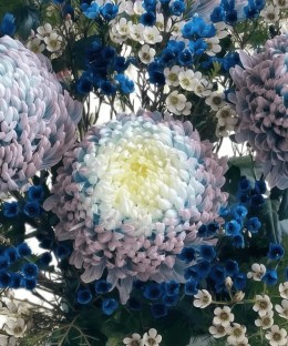 Close-up of blue-white disbud chrysanthemums with dyed waxflower and pine-like greenery in a blue-and-white porcelain vase