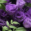 Close-up detail of deep and pale purple lisianthus with slender green foliage in minimalist black wrapping