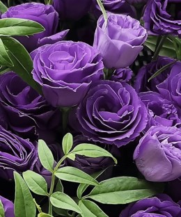 Close-up detail of deep and pale purple lisianthus with slender green foliage in minimalist black wrapping