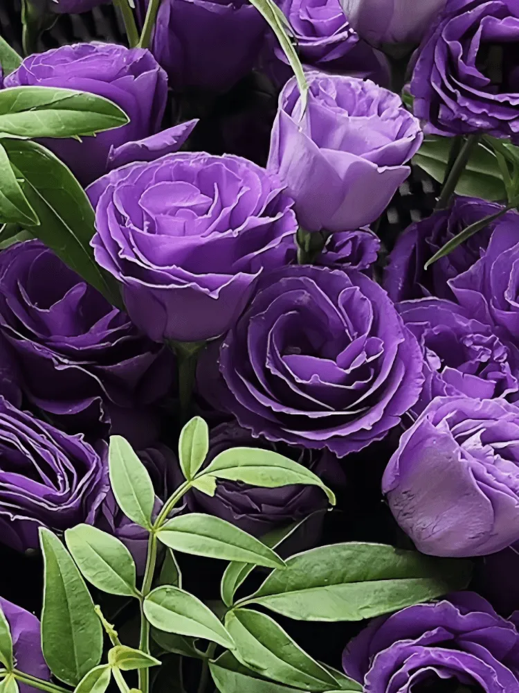 Close-up detail of deep and pale purple lisianthus with slender green foliage in minimalist black wrapping