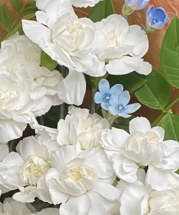 Close-up of white garden rose petals, blue tweedia flowers, and fresh green leaves