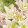 Close-up of blush double lilies, pink gerbera, pale delphinium, white tulip, purple flowers, and misty green grass