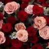 Close-up of red and blush pink roses in the mixed bouquet.