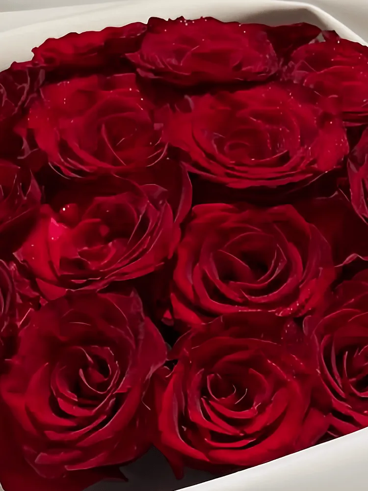 Close-up of velvety red rose petals against clean white wrapping